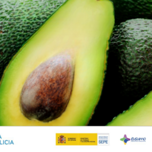 Oportunidade aguacate